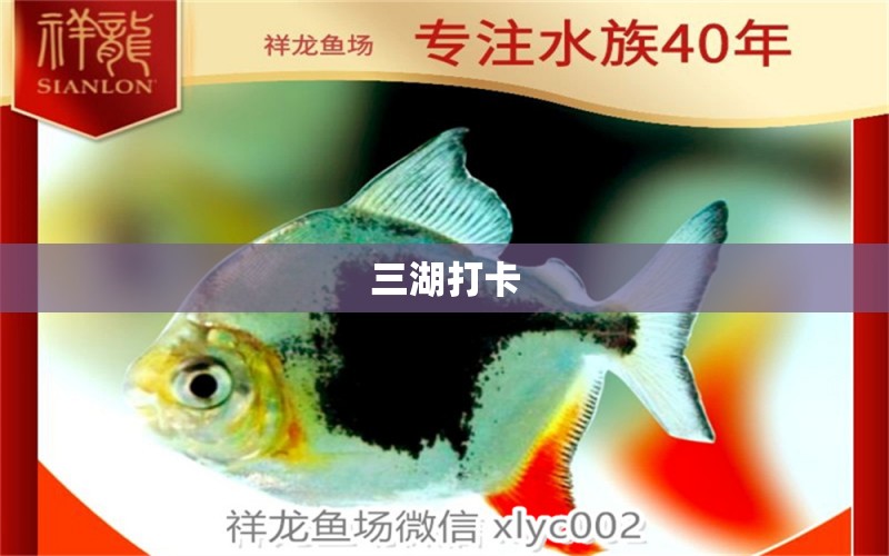 三湖打卡 玫瑰銀版魚