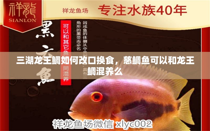 三湖龍王鯛如何改口換食，慈鯛魚可以和龍王鯛混養(yǎng)么 觀賞魚 第1張