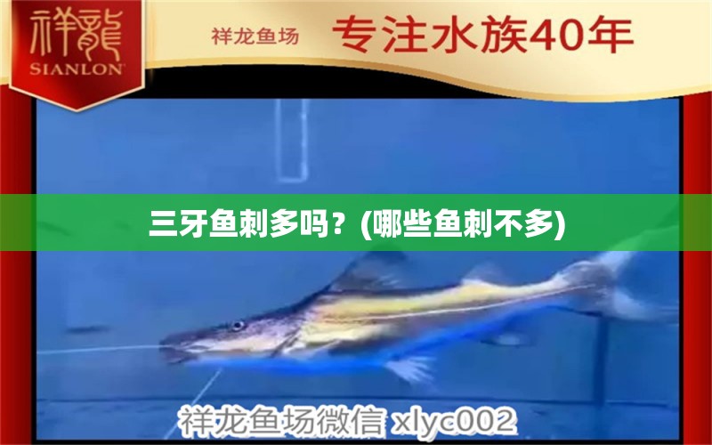 三牙魚刺多嗎？(哪些魚刺不多) 白子銀龍苗（黃化銀龍苗）