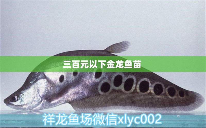 三百元以下金龍魚苗  女王大帆魚