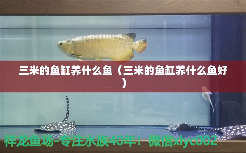 三米的魚缸養(yǎng)什么魚（三米的魚缸養(yǎng)什么魚好） 其他品牌魚缸