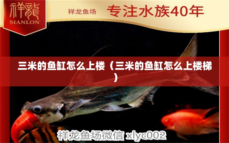 三米的魚缸怎么上樓（三米的魚缸怎么上樓梯） 魚缸百科