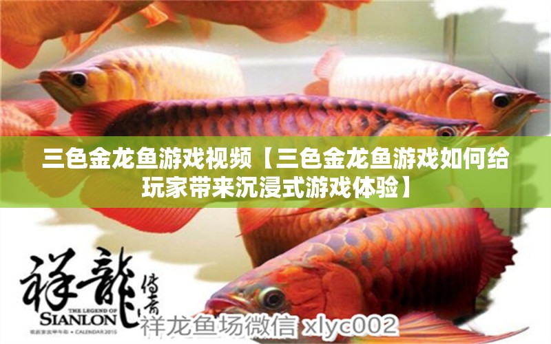 三色金龍魚(yú)游戲視頻【三色金龍魚(yú)游戲如何給玩家?guī)?lái)沉浸式游戲體驗(yàn)】 水族問(wèn)答 第1張