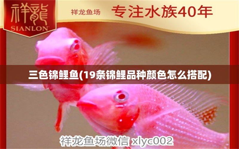 三色錦鯉魚(19條錦鯉品種顏色怎么搭配) 三色錦鯉魚