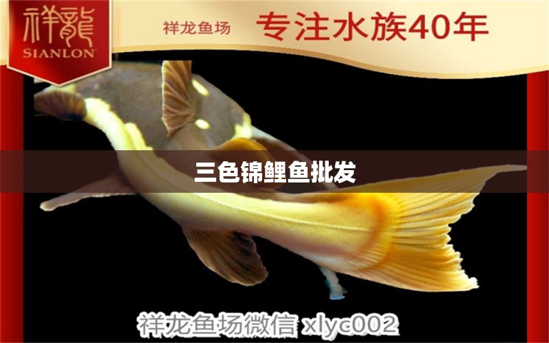 三色錦鯉魚批發(fā) 三色錦鯉魚