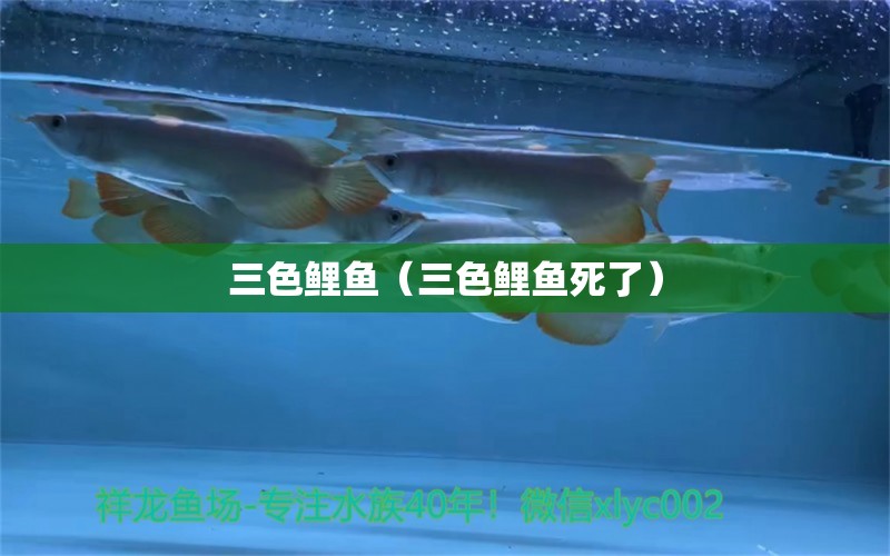 三色鯉魚（三色鯉魚死了） 觀賞魚市場（混養(yǎng)魚）