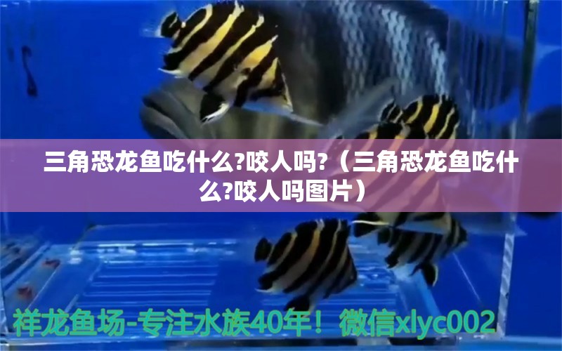 三角恐龍魚吃什么?咬人嗎?（三角恐龍魚吃什么?咬人嗎圖片）