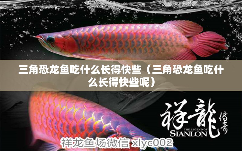 三角恐龍魚吃什么長得快些（三角恐龍魚吃什么長得快些呢） 祥龍水族醫(yī)院