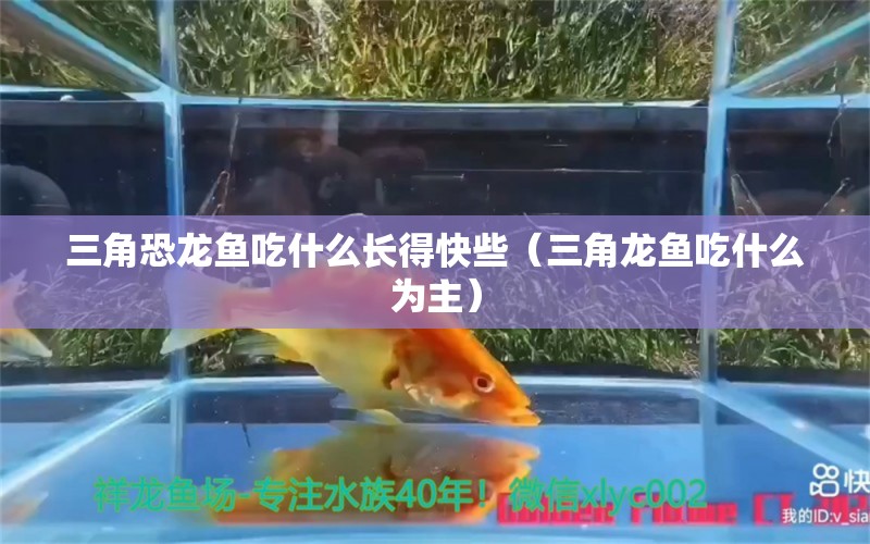 三角恐龍魚吃什么長(zhǎng)得快些（三角龍魚吃什么為主） 海水魚