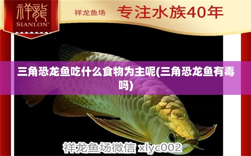 三角恐龍魚吃什么食物為主呢(三角恐龍魚有毒嗎)