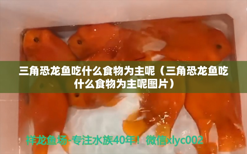 三角恐龍魚吃什么食物為主呢（三角恐龍魚吃什么食物為主呢圖片） 廣州龍魚批發(fā)市場(chǎng)