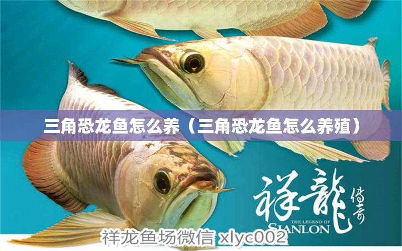 三角恐龍魚(yú)怎么養(yǎng)（三角恐龍魚(yú)怎么養(yǎng)殖） 祥龍水族醫(yī)院