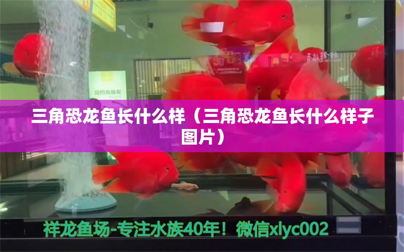 三角恐龍魚長(zhǎng)什么樣（三角恐龍魚長(zhǎng)什么樣子圖片） 廣州龍魚批發(fā)市場(chǎng)