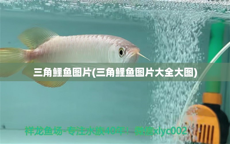 三角鯉魚圖片(三角鯉魚圖片大全大圖) 圣菲埃及魚