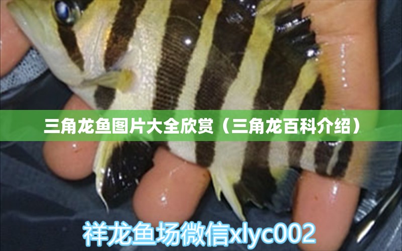 三角龍魚圖片大全欣賞（三角龍百科介紹） 祥龍水族醫(yī)院