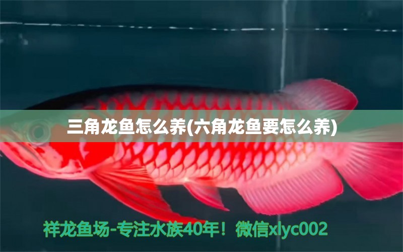 三角龍魚怎么養(yǎng)(六角龍魚要怎么養(yǎng)) 九鼎魚缸