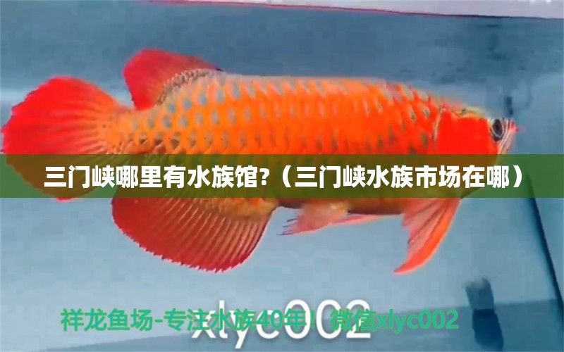 三門峽哪里有水族館?（三門峽水族市場在哪） 祥龍水族醫(yī)院