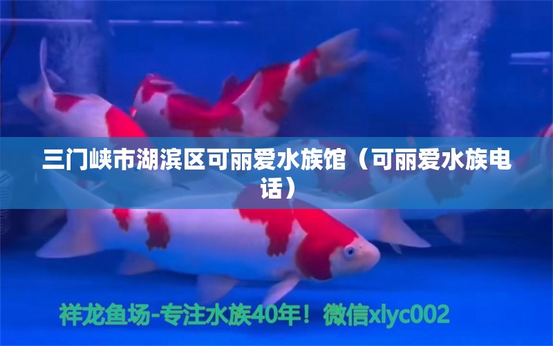 三門峽市湖濱區(qū)可麗愛水族館（可麗愛水族電話）