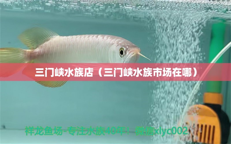 三門峽水族店（三門峽水族市場在哪） 觀賞魚市場