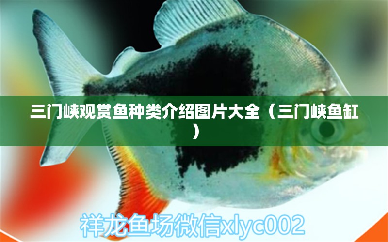 三門峽觀賞魚種類介紹圖片大全（三門峽魚缸）