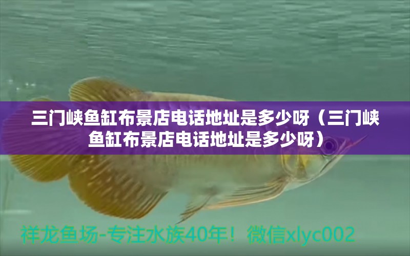 三門峽魚缸布景店電話地址是多少呀（三門峽魚缸布景店電話地址是多少呀）