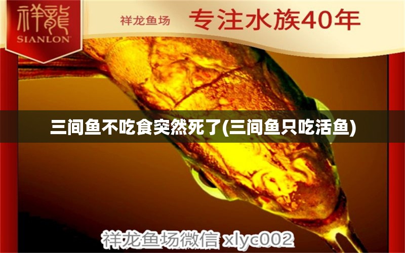 三間魚不吃食突然死了(三間魚只吃活魚) 元寶鯽