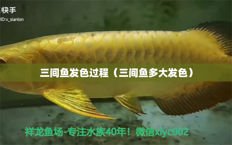 三間魚發(fā)色過程（三間魚多大發(fā)色） 黃金斑馬魚