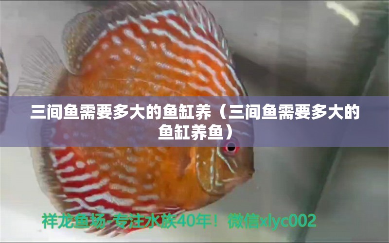 三間魚需要多大的魚缸養(yǎng)（三間魚需要多大的魚缸養(yǎng)魚）