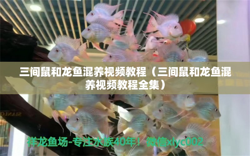 三間鼠和龍魚混養(yǎng)視頻教程（三間鼠和龍魚混養(yǎng)視頻教程全集） 廣州龍魚批發(fā)市場