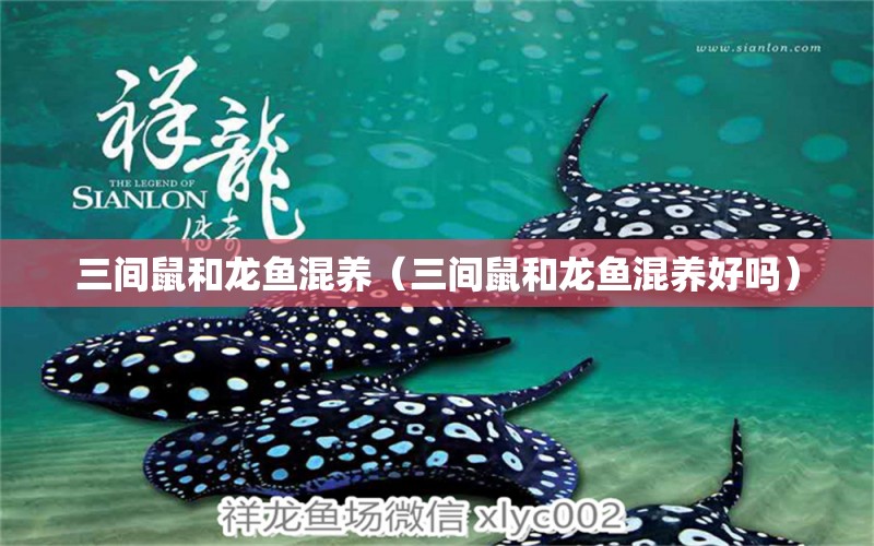 三間鼠和龍魚混養(yǎng)（三間鼠和龍魚混養(yǎng)好嗎）