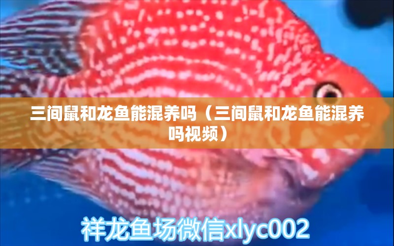 三間鼠和龍魚能混養(yǎng)嗎（三間鼠和龍魚能混養(yǎng)嗎視頻） 廣州龍魚批發(fā)市場(chǎng)