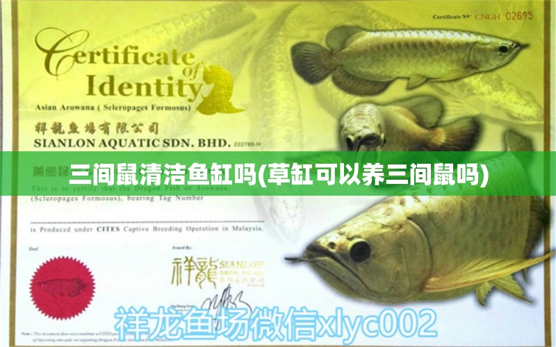 三間鼠清潔魚缸嗎(草缸可以養(yǎng)三間鼠嗎) 錦鯉池魚池建設(shè)