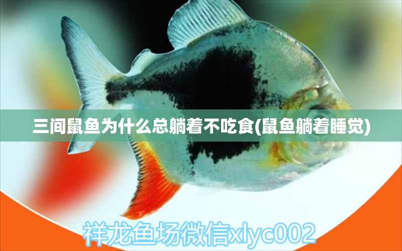 三間鼠魚(yú)為什么總躺著不吃食(鼠魚(yú)躺著睡覺(jué)) 三間鼠魚(yú) 第1張