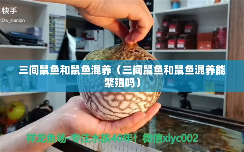 三間鼠魚和鼠魚混養(yǎng)（三間鼠魚和鼠魚混養(yǎng)能繁殖嗎） 三間鼠魚