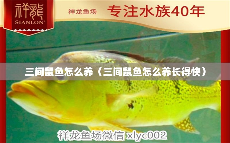 三間鼠魚怎么養(yǎng)（三間鼠魚怎么養(yǎng)長得快）