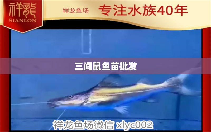 三間鼠魚苗批發(fā) 三間鼠魚