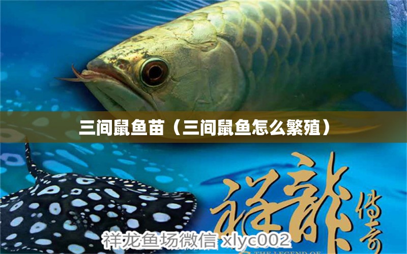 三間鼠魚苗（三間鼠魚怎么繁殖）