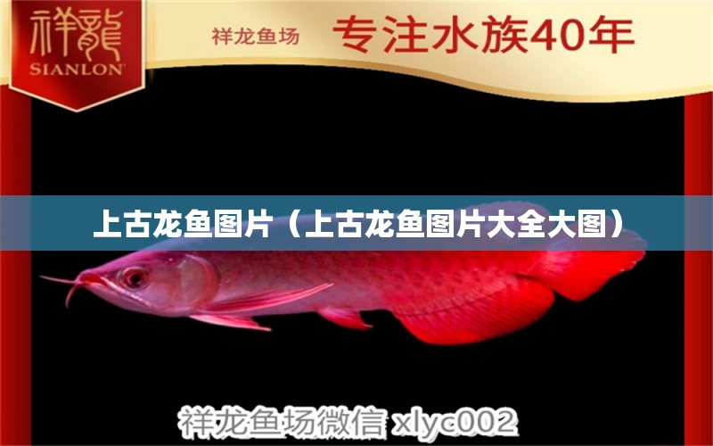 上古龍魚圖片（上古龍魚圖片大全大圖） 泰國虎魚（泰虎）