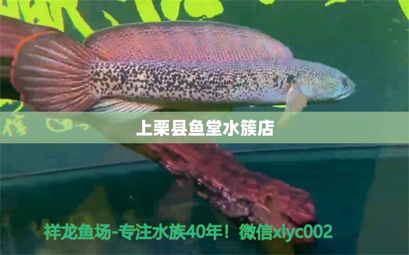 上栗縣魚堂水簇店 全國(guó)水族館企業(yè)名錄