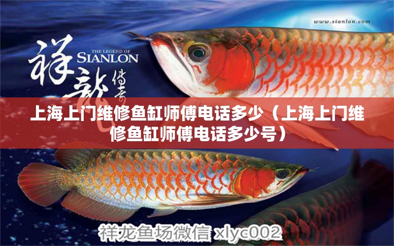 上海上門維修魚缸師傅電話多少（上海上門維修魚缸師傅電話多少號(hào)） 非洲金鼓魚