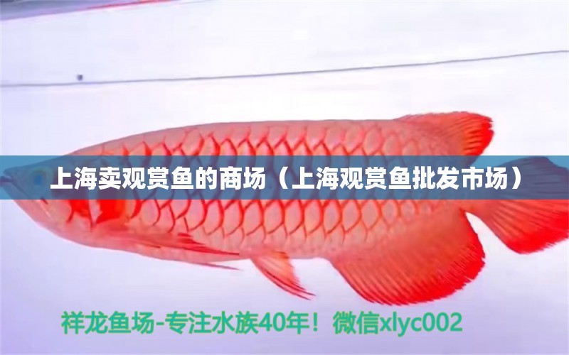 上海賣觀賞魚的商場（上海觀賞魚批發(fā)市場）