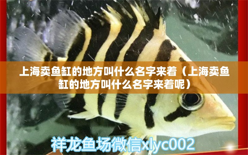 上海賣魚缸的地方叫什么名字來著（上海賣魚缸的地方叫什么名字來著呢） 觀賞魚市場（混養(yǎng)魚）