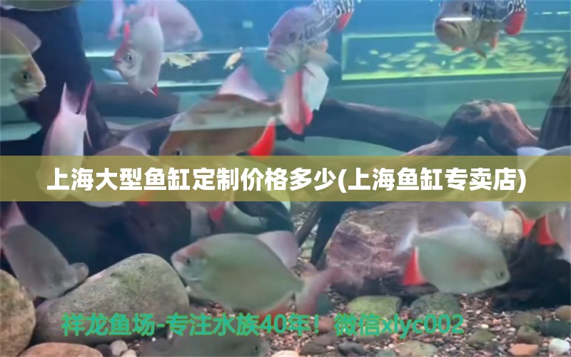 上海大型魚缸定制價格多少(上海魚缸專賣店) 黃金眼鏡蛇雷龍魚