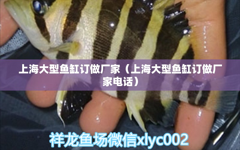 上海大型魚缸訂做廠家（上海大型魚缸訂做廠家電話） 其他品牌魚缸