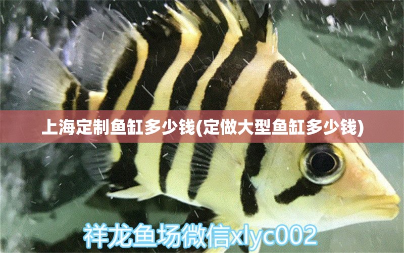 上海定制魚缸多少錢(定做大型魚缸多少錢) 黃金河虎魚