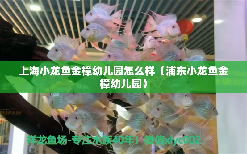 上海小龍魚金樟幼兒園怎么樣（浦東小龍魚金樟幼兒園） 祥龍水族醫(yī)院