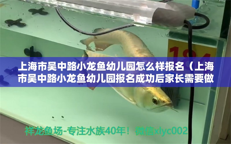 上海市吳中路小龍魚(yú)幼兒園怎么樣報(bào)名（上海市吳中路小龍魚(yú)幼兒園報(bào)名成功后家長(zhǎng)需要做哪些準(zhǔn)備） 水族問(wèn)答 第1張