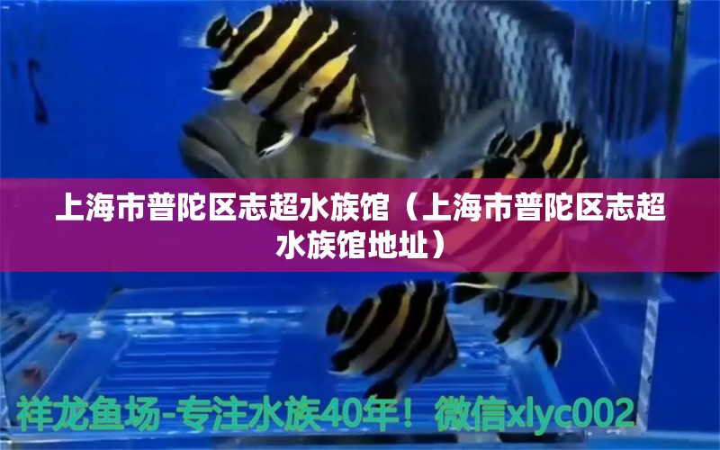 上海市普陀區(qū)志超水族館（上海市普陀區(qū)志超水族館地址） 全國水族館企業(yè)名錄