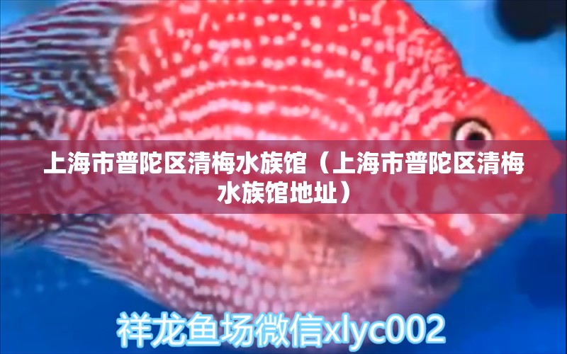 上海市普陀區(qū)清梅水族館（上海市普陀區(qū)清梅水族館地址） 全國水族館企業(yè)名錄