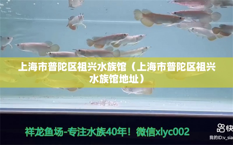 上海市普陀區(qū)祖興水族館（上海市普陀區(qū)祖興水族館地址） 全國(guó)水族館企業(yè)名錄